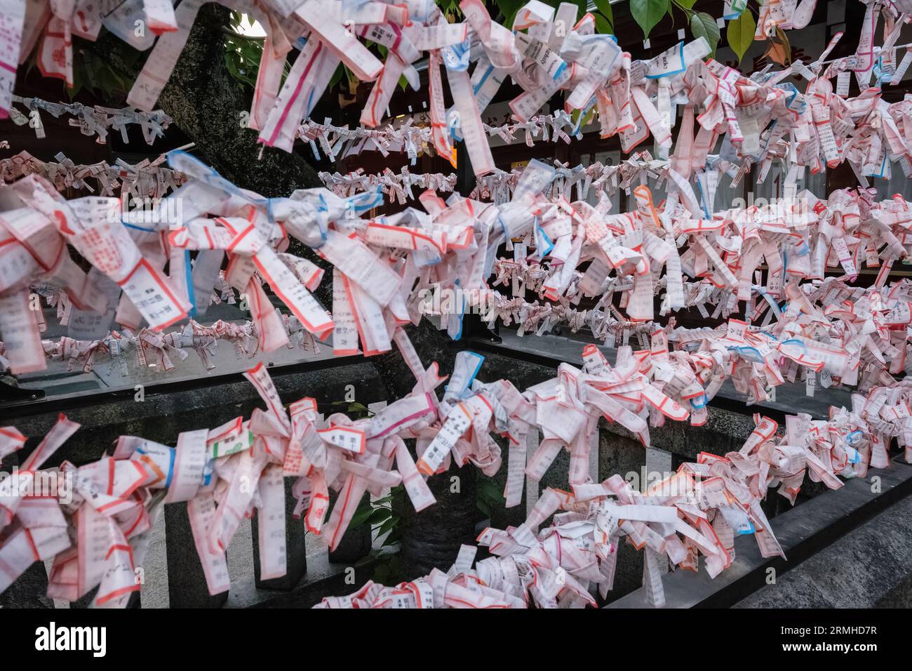 Japan, Fukuoka. Kushida Shinto Shrine. Omikuji Papers Contain Bad Luck Fortunes, Left for the Shrine to Protect the Recipient by Delaying  Occurrence. Stock Photo