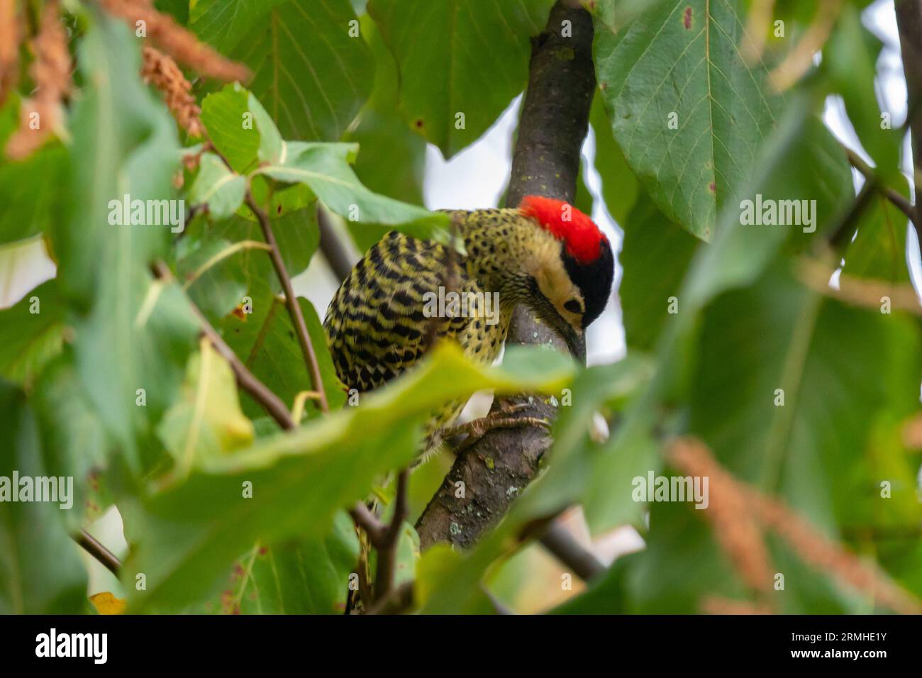 Brazilian Green-barred Woodpecker bird on a branch in the tree (Colaptes melanochloros) Stock Photo
