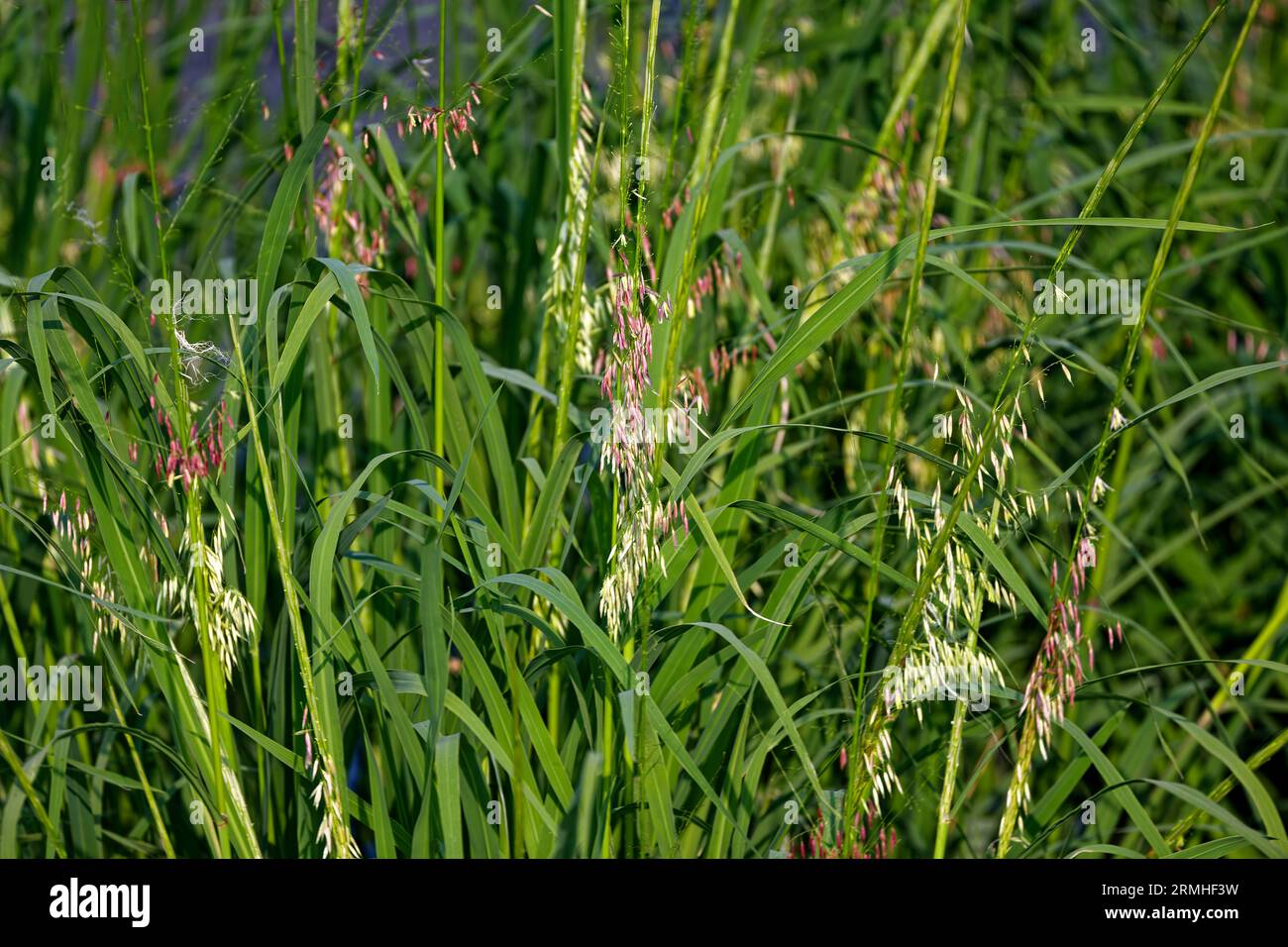 Northern wild rice (Zizania palustris) from Wisconsin. Annual plant native to the Great Lakes region of North America. Stock Photo