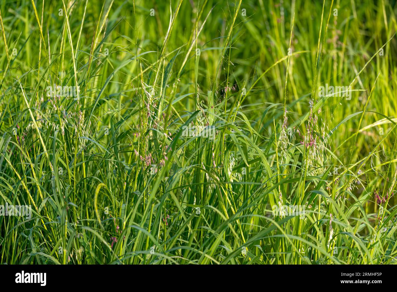 Northern wild rice (Zizania palustris) from Wisconsin. Annual plant native to the Great Lakes region of North America. Stock Photo