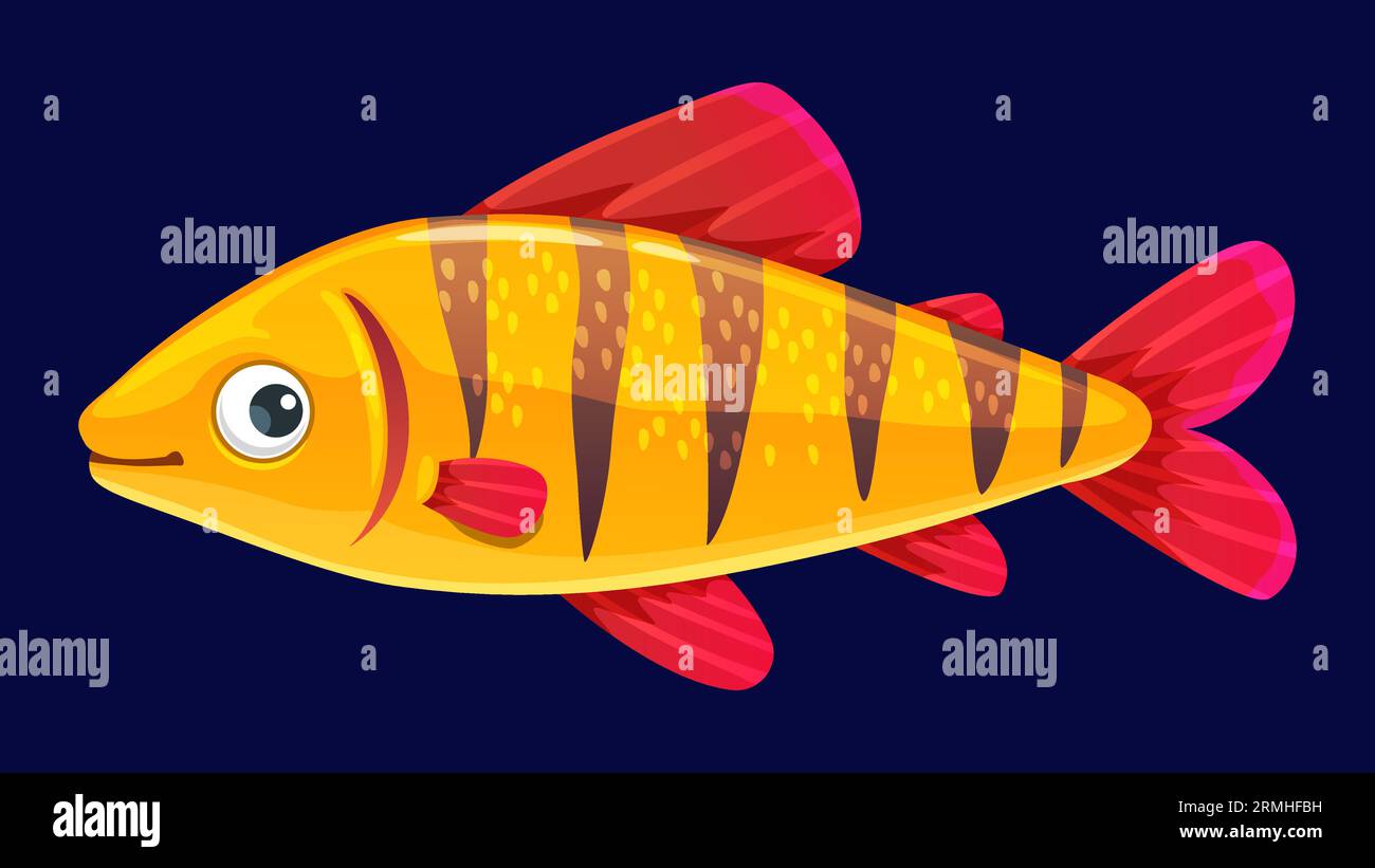 Cartoon aquarium fish, isolated vector tiger barb or puntigrus tetrazona, popular freshwater fish with vibrant orange and black stripes that resemble Stock Vector