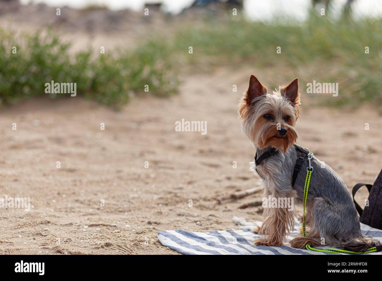 Yorkie Beach Towel Yorkie Beach Towel