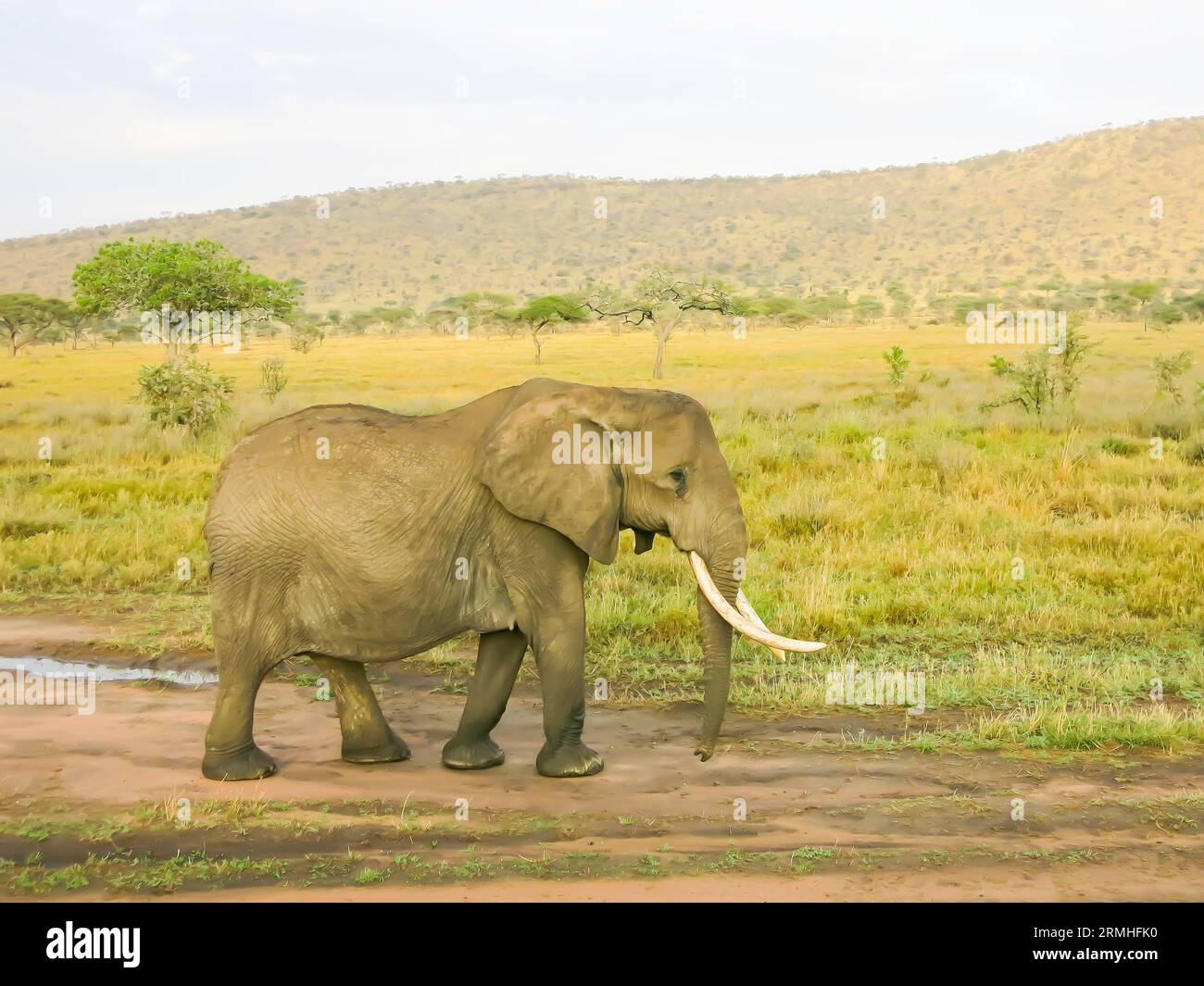 Elephant on the Move, Serengeti National Park, Tanzania, East Africa Stock Photo