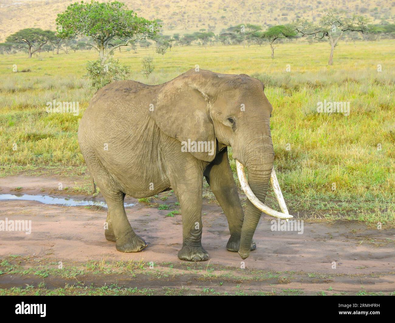 Elephant on the Move, Serengeti National Park, Tanzania, East Africa Stock Photo