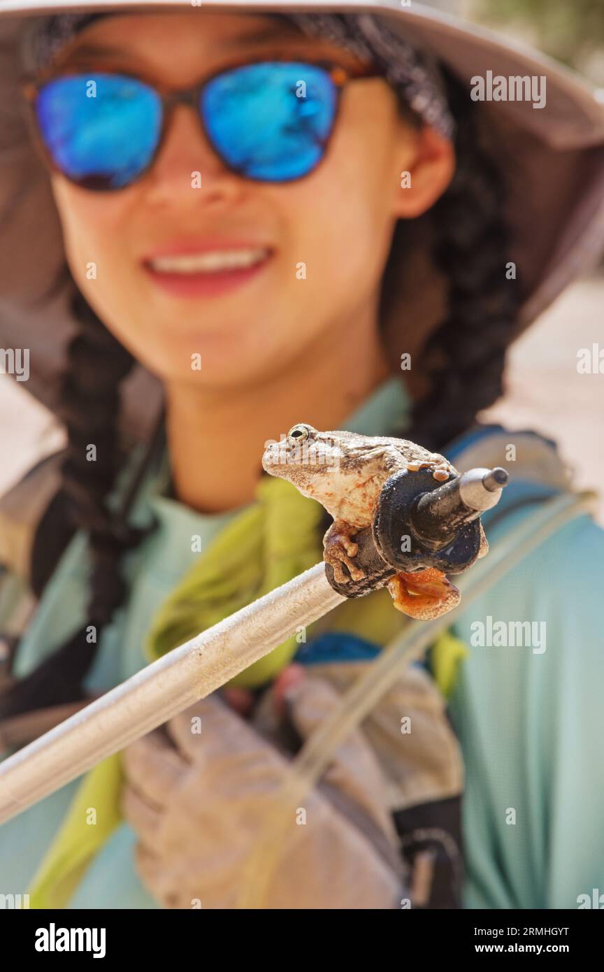 selective focus image of a woman looking at a canyon tree frog on the end of her trekking pole Stock Photo