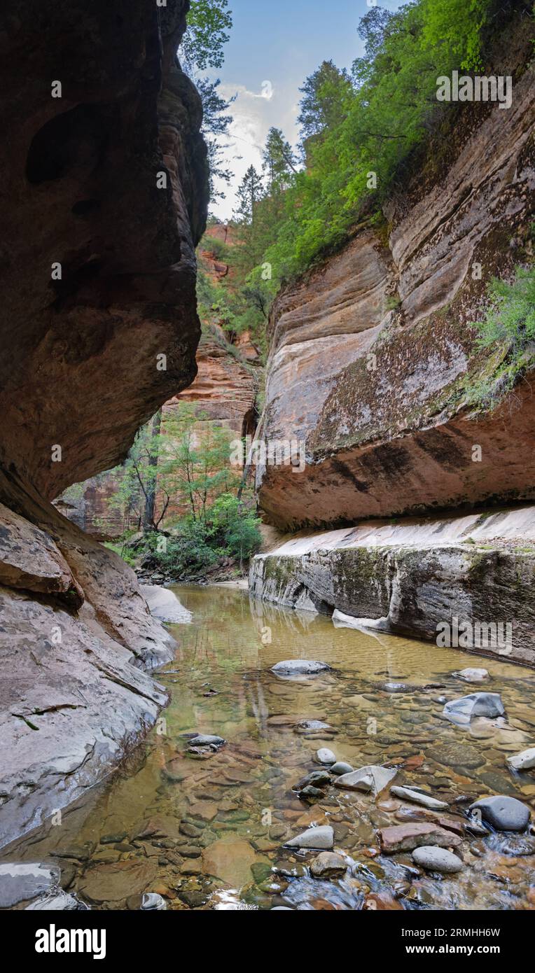 vertical panorama of the Left Fork of North Creek Canyon looking downstream above the Subway in Zion National Park Stock Photo