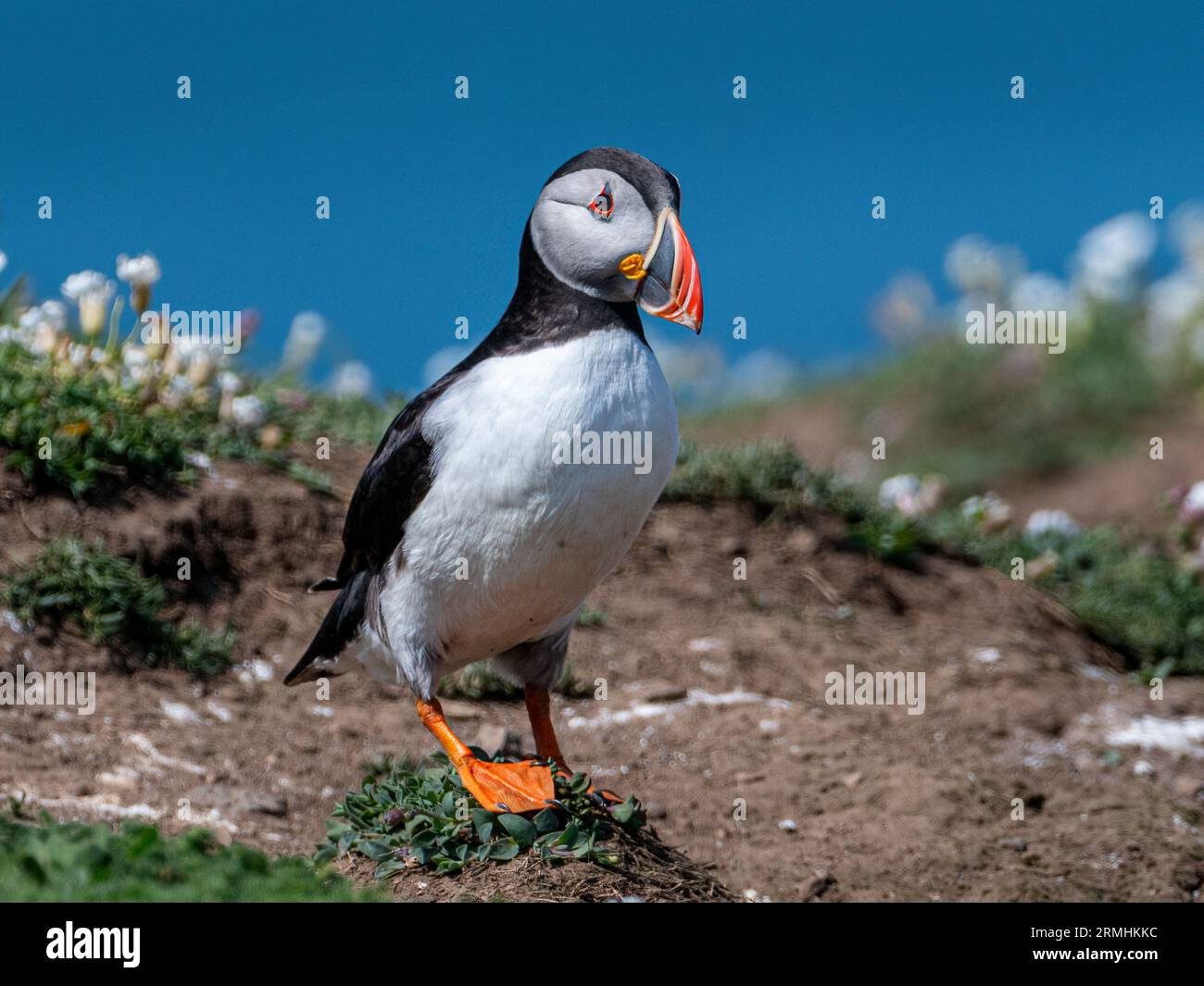 Trips to puffin island hi-res stock photography and images - Alamy