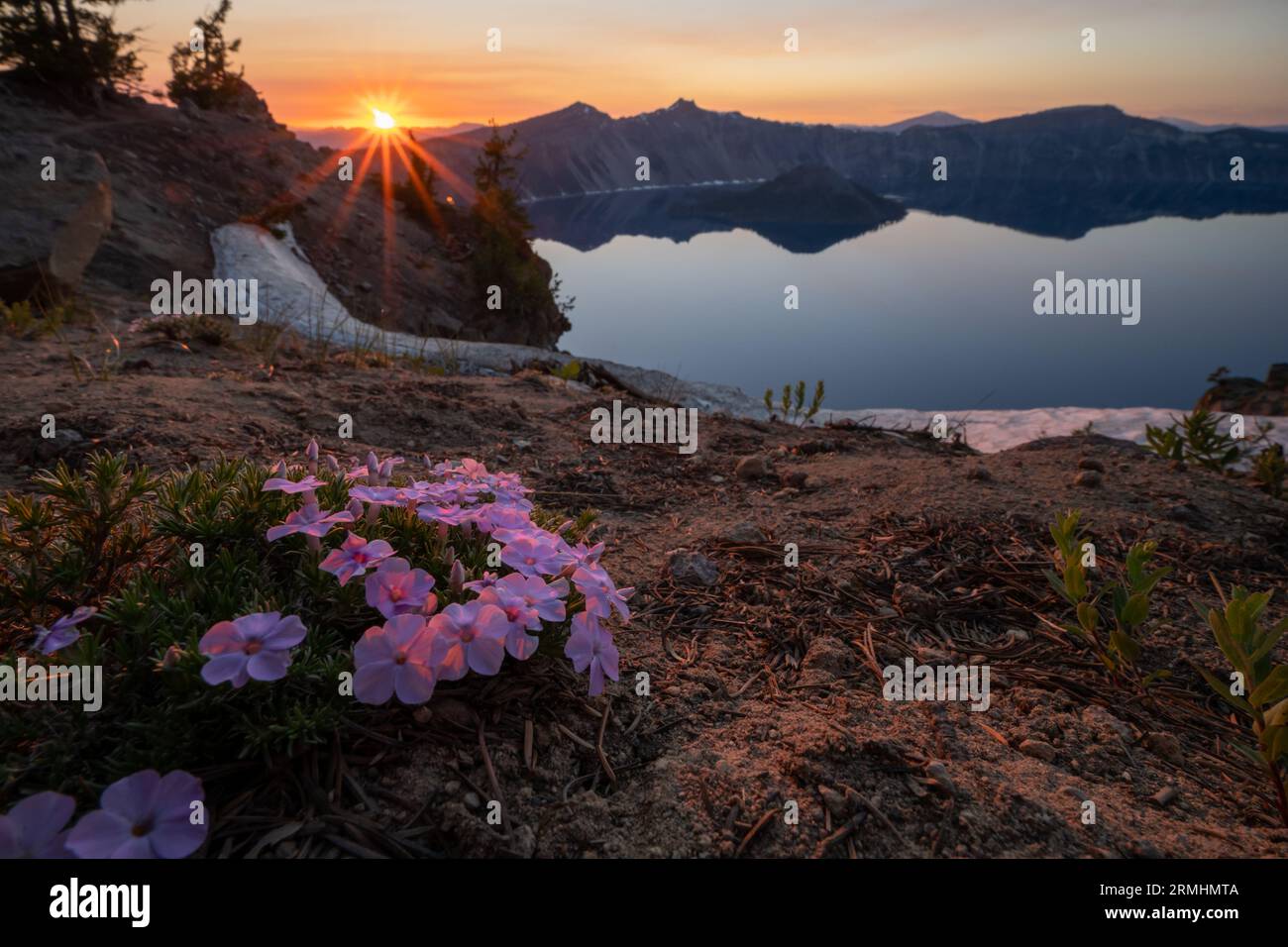 Phlox Blossoms in front of Golden Sunset Late at Crater Lake National Park Stock Photo