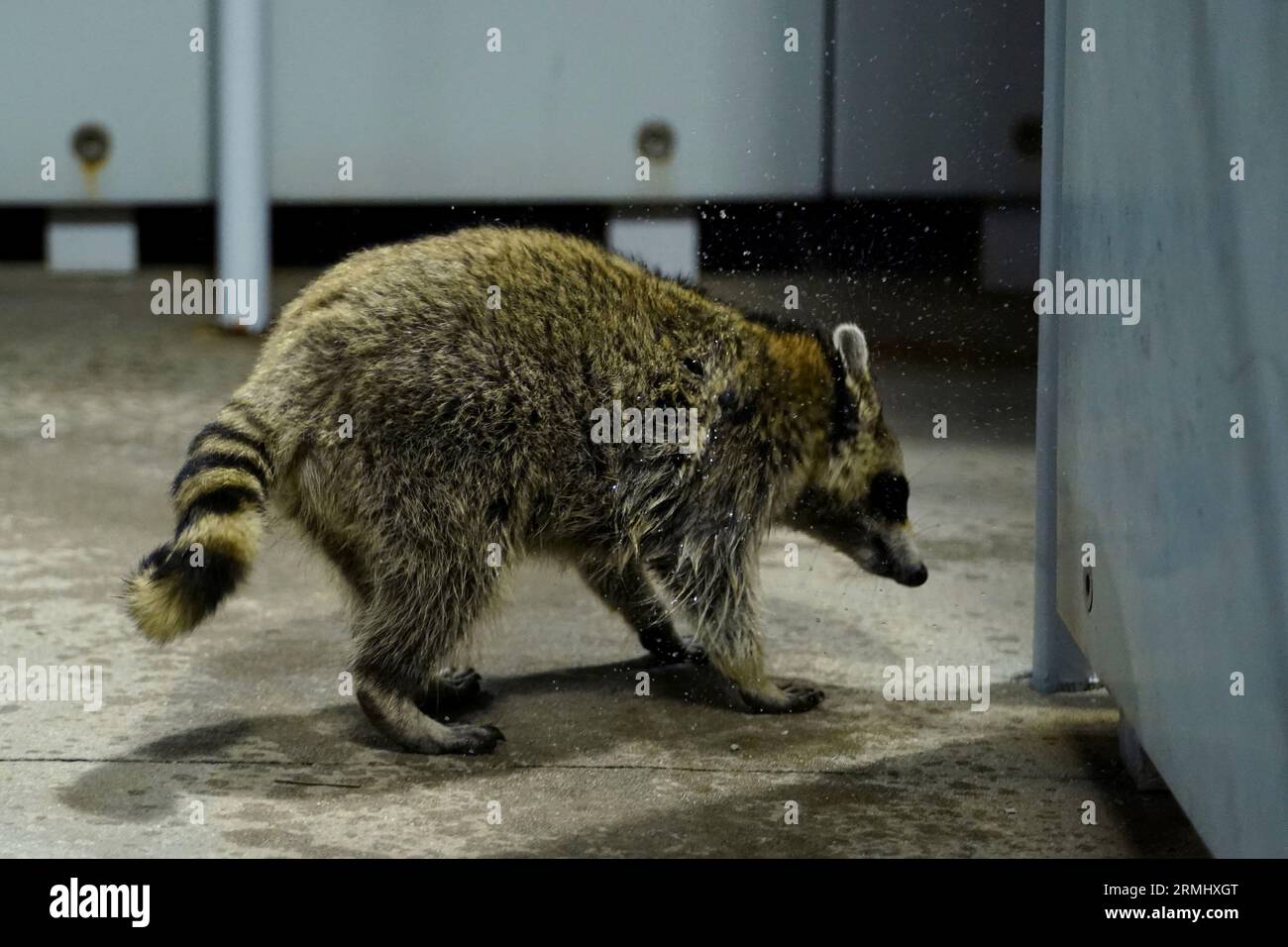A raccoon seen during a women's singles match at the 2023 US Open