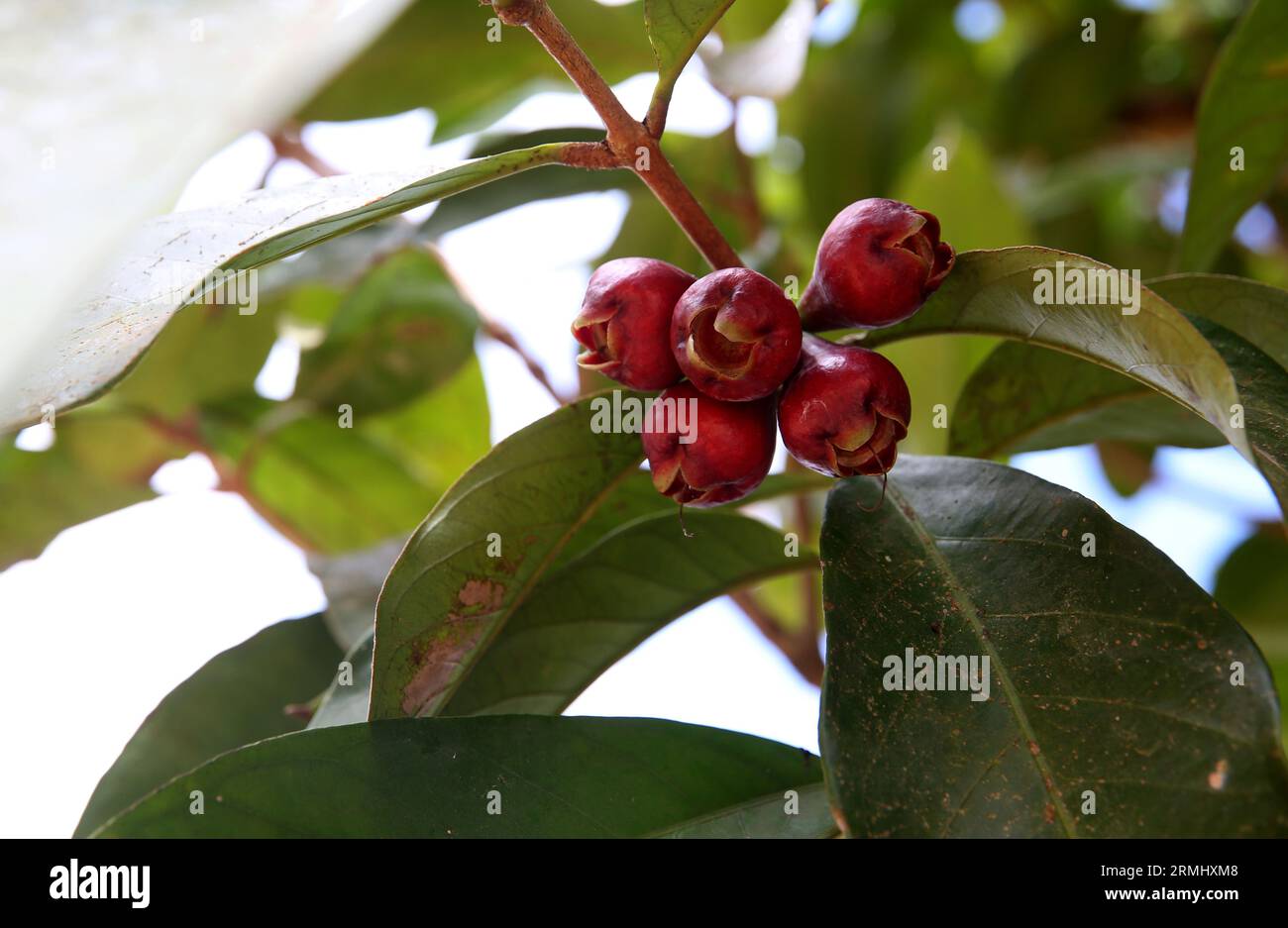 salvador, bahia, brazil - august 24, 2023: red jambo fruit - syzygium malaccense - in an orchard in the city of Salvador. Stock Photo