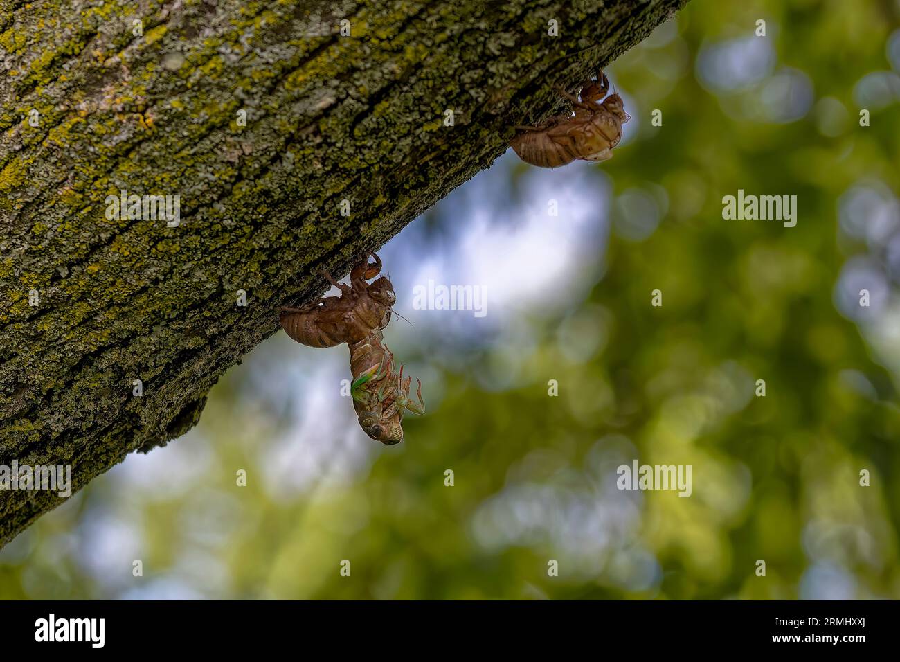 The dogday cicada (Neotibicen canicularis). The final stage of the larval to adult insect