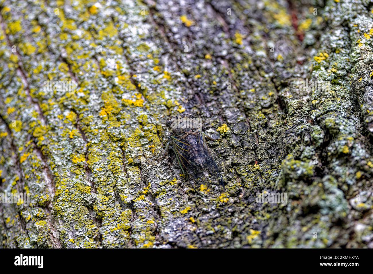 The dog-day cicada (Neotibicen canicularis) in Wisconsin. Adult, fully ...