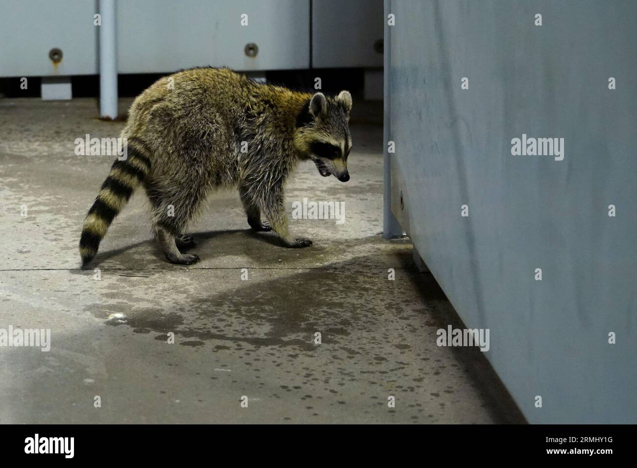 A raccoon seen during a women's singles match at the 2023 US Open