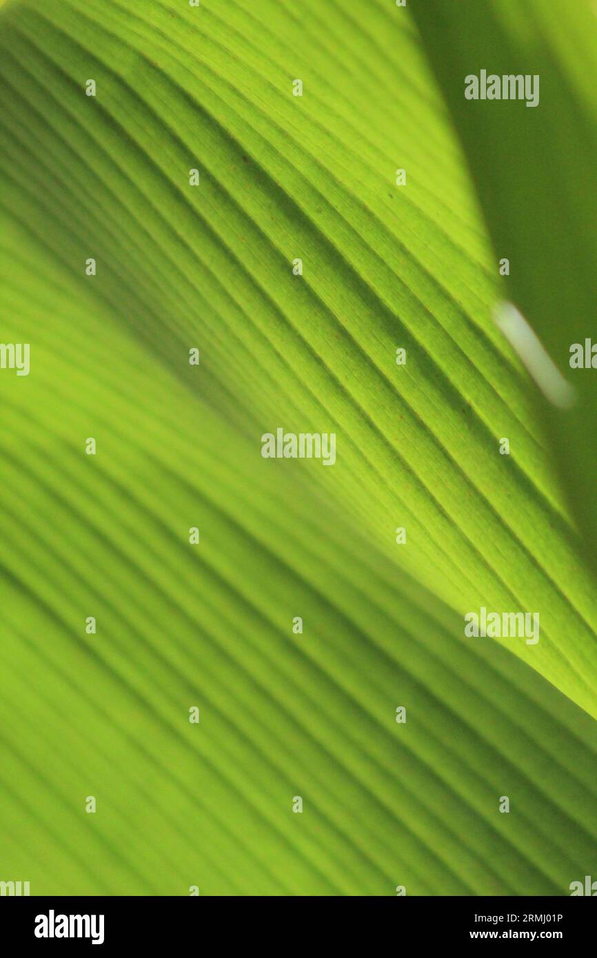 Green Palm Plant Close-Up Background. Stock Photo