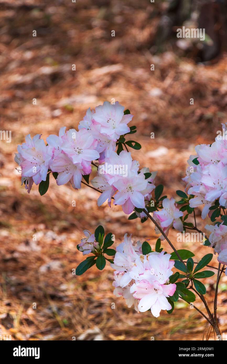 Mayo Hybrid Azalea, Rhododendron 'Princess Augusta', at Callaway Gardens in Pine Mountain, Georgia. Stock Photo