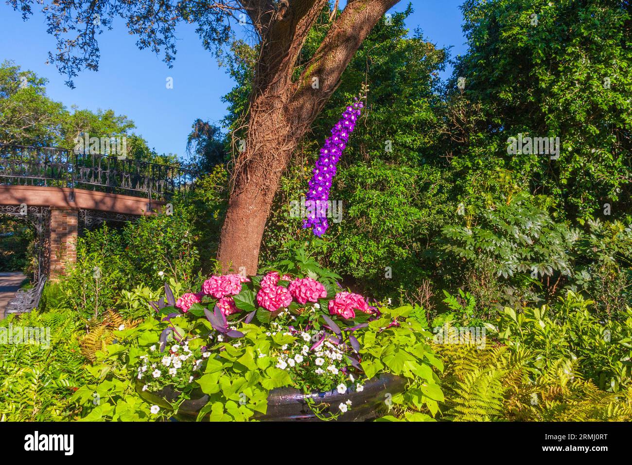Garden scene with Hydrangeas and Larkspur at Bellingrath Gardens near Moblie, Alabama in early spring. Stock Photo