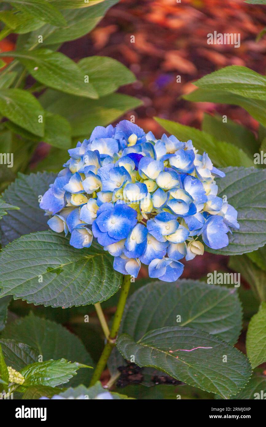 Ray of sun on blue Hydrangeas at Bellingrath Gardens near Moblie, Alabama in early spring. Stock Photo