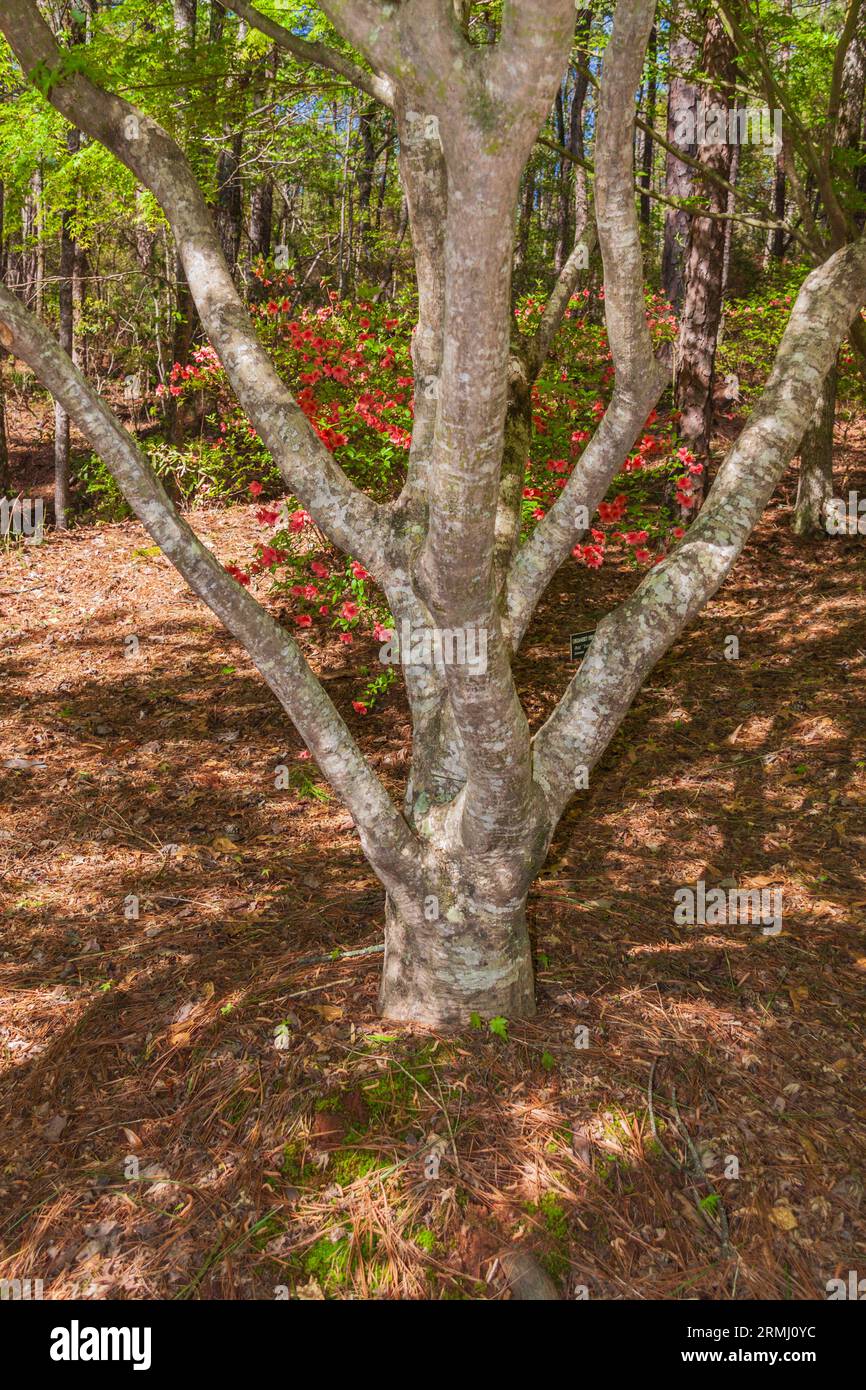 Japanese Maple tree, Acer palmatum, at Callaway Gardens in Pine