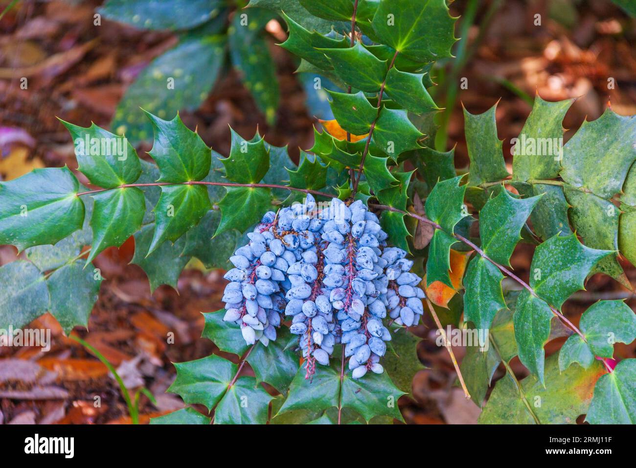 Leatherleaf Mahonia, Mahonia bealei, with blue berries, at Bellingrath Gardens near Moblie, Alabama in early spring. Stock Photo