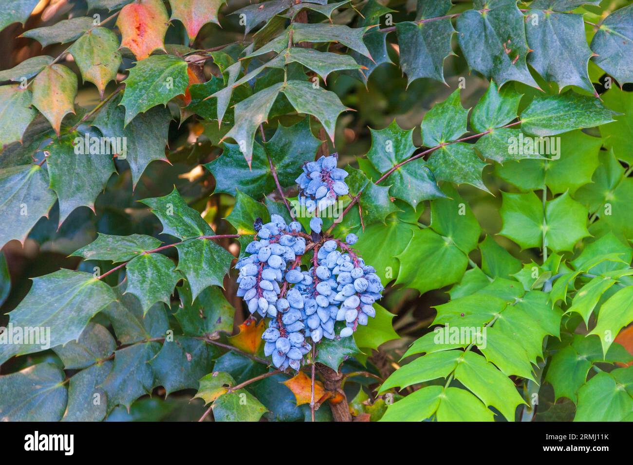 Leatherleaf Mahonia, Mahonia bealei, with blue berries, at Bellingrath Gardens near Moblie, Alabama in early spring. Stock Photo