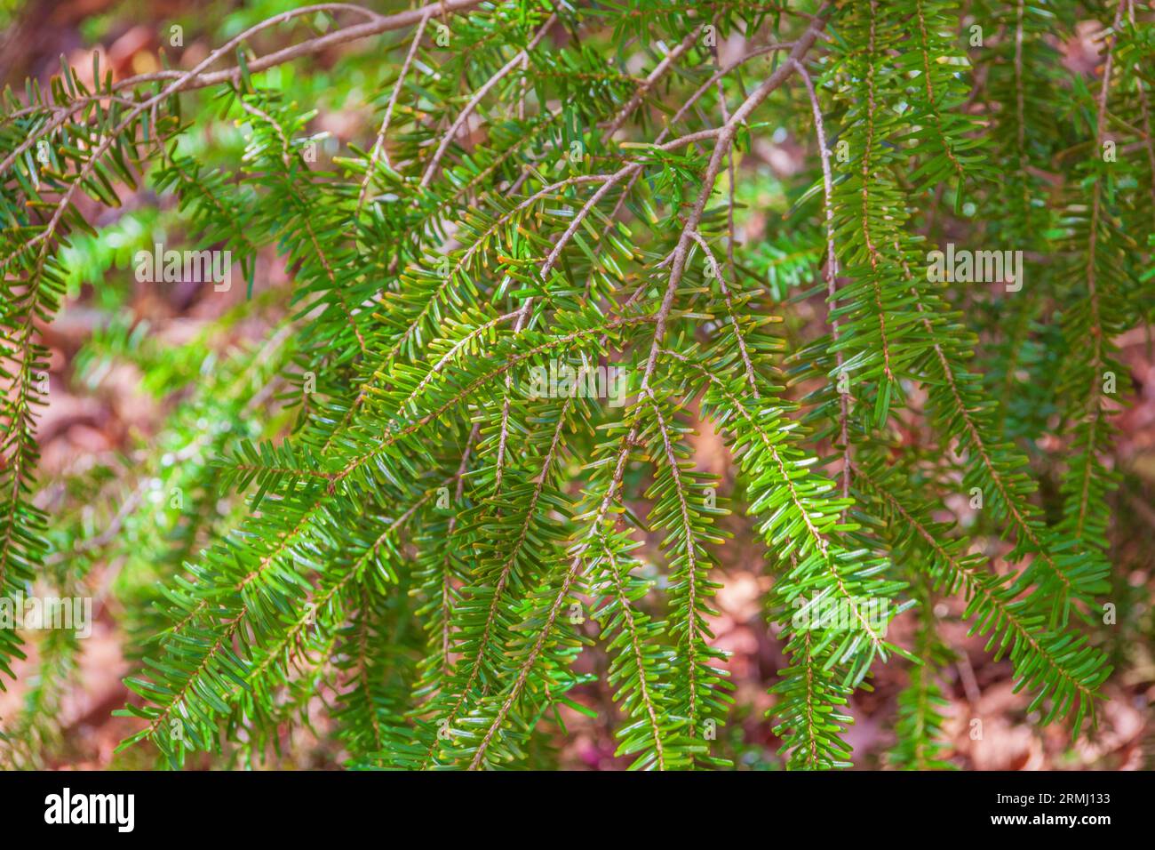 North Japanese Hemlock tree, Tsuga diversifolia, at Callaway Gardens in Pine Mountain, Georgia. Stock Photo