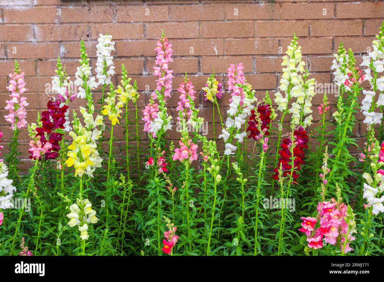 Snapdragons, Antirrhinum majus 'Rocket Mix', in the Sibley Horticultural Center at Callaway Gardens in Pine Mountain, Georgia. Stock Photo