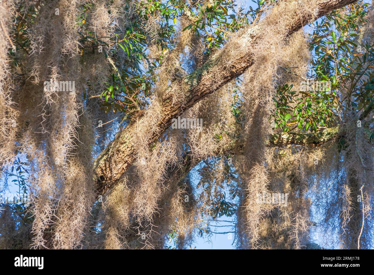 Spanish Moss, Tillandsia usneoides, an air-feeding plant or epiphyte, on trees at Bellingrath Gardens near Moblie, Alabama in early spring. Stock Photo