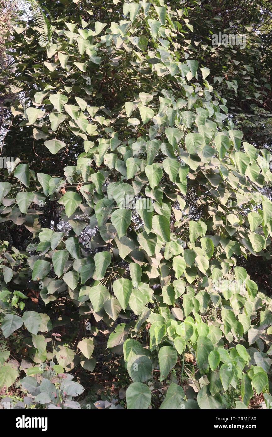 macaranga tanarius tree on garden for plantation Stock Photo