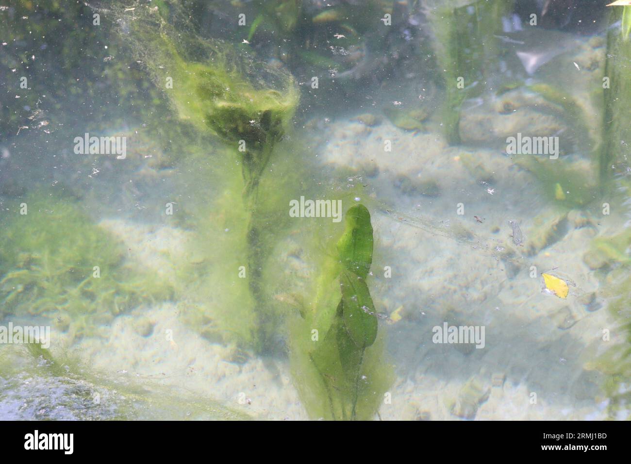 Enteromorpha intestinalis green alga in water for decoration Stock Photo