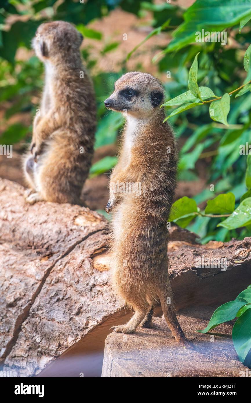 Meerkat standing on two legs hi-res stock photography and images - Alamy