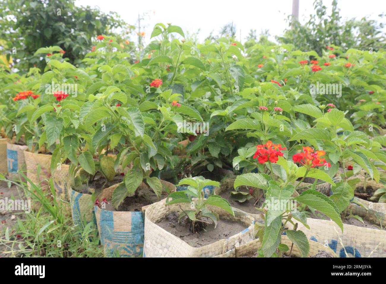 West Indian Lantana flower plant on farm for harvest are cash crops Stock Photo