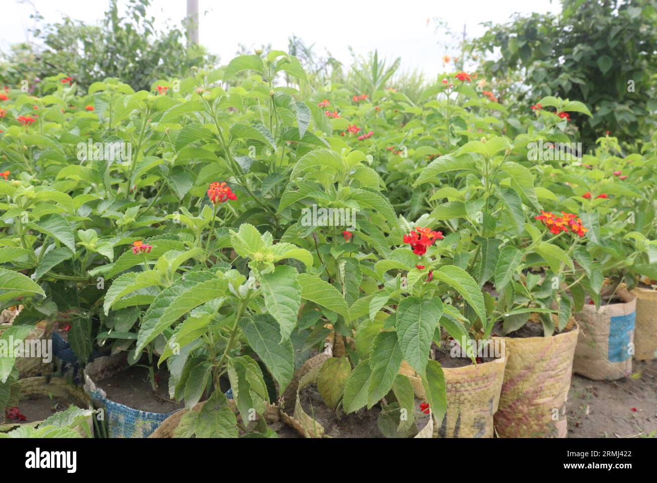 West Indian Lantana flower plant on farm for harvest are cash crops Stock Photo
