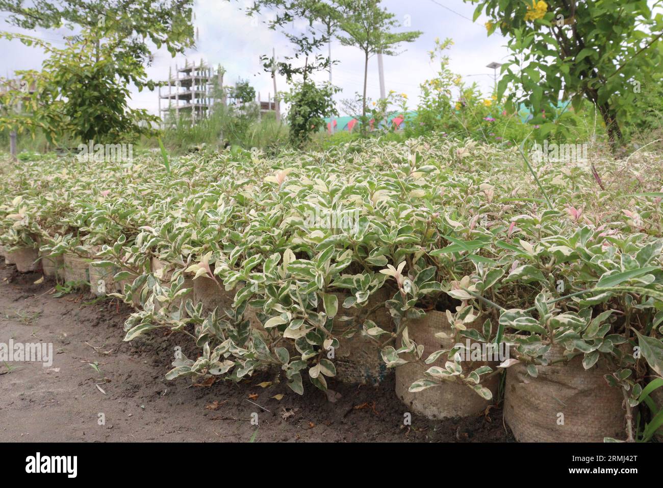 Variegated rooting fig hires stock photography and images Alamy