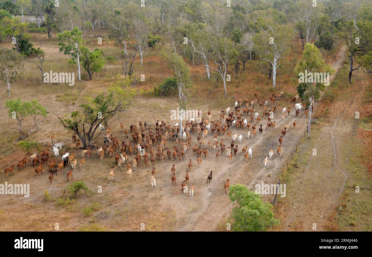 Mustering braham cattle on the flood plains near the gulf of Carpentaria North Queensland, Australia. Stock Photo