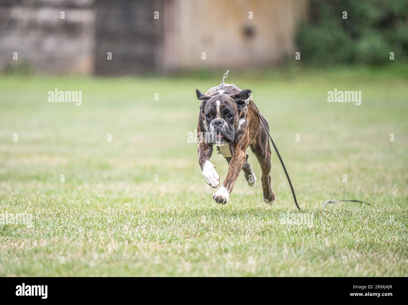 Boxer dog runs on green grass summer lawn outdoor park walking funny