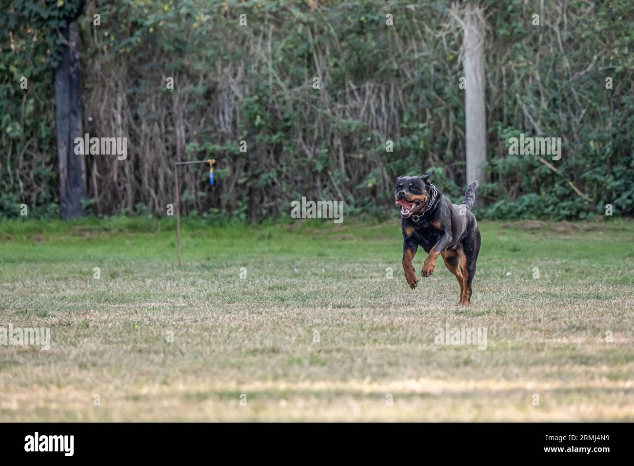 Sport Rottweiler Military obedience training hi-res stock photography and images - Alamy