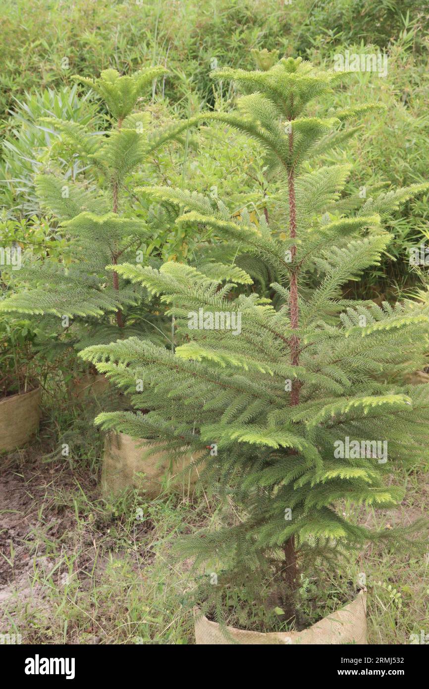 Norfolk Island pine plant on farm for sell are cash crops Stock Photo