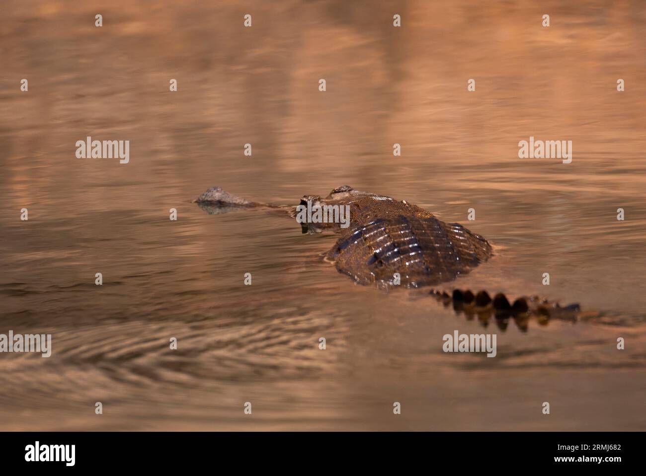 An Australian Freshwater Crocodile, Crocodylus johnstoni; swimming in an outback creek in north Queensland, Australia. Stock Photo