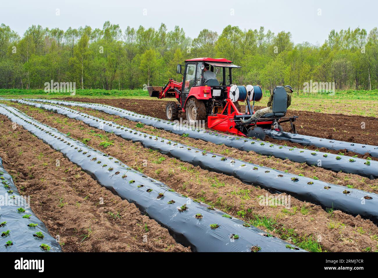 Tractor machine laying plastic mulching film in the field. Rows of