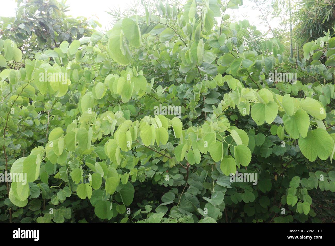 Phanera vahlii flower tree plant on farm for harvest are cash crops Stock Photo