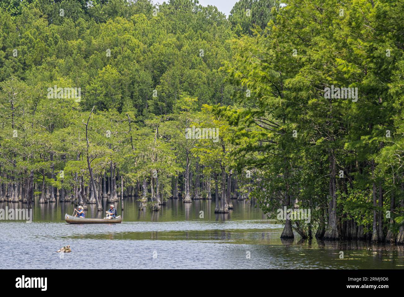 Senior couple paddling a canoe on Watson Pond at George L. Smith State Park in Twin City, Georgia. (USA) Stock Photo