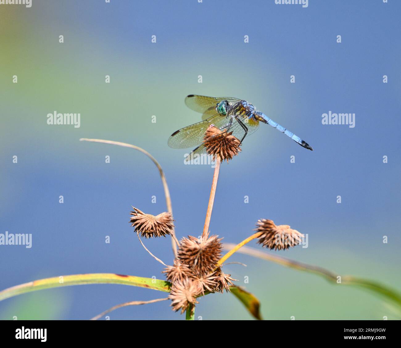A closeup of a Male Blue Dasher Dragonfly on a plant Stock Photo - Alamy