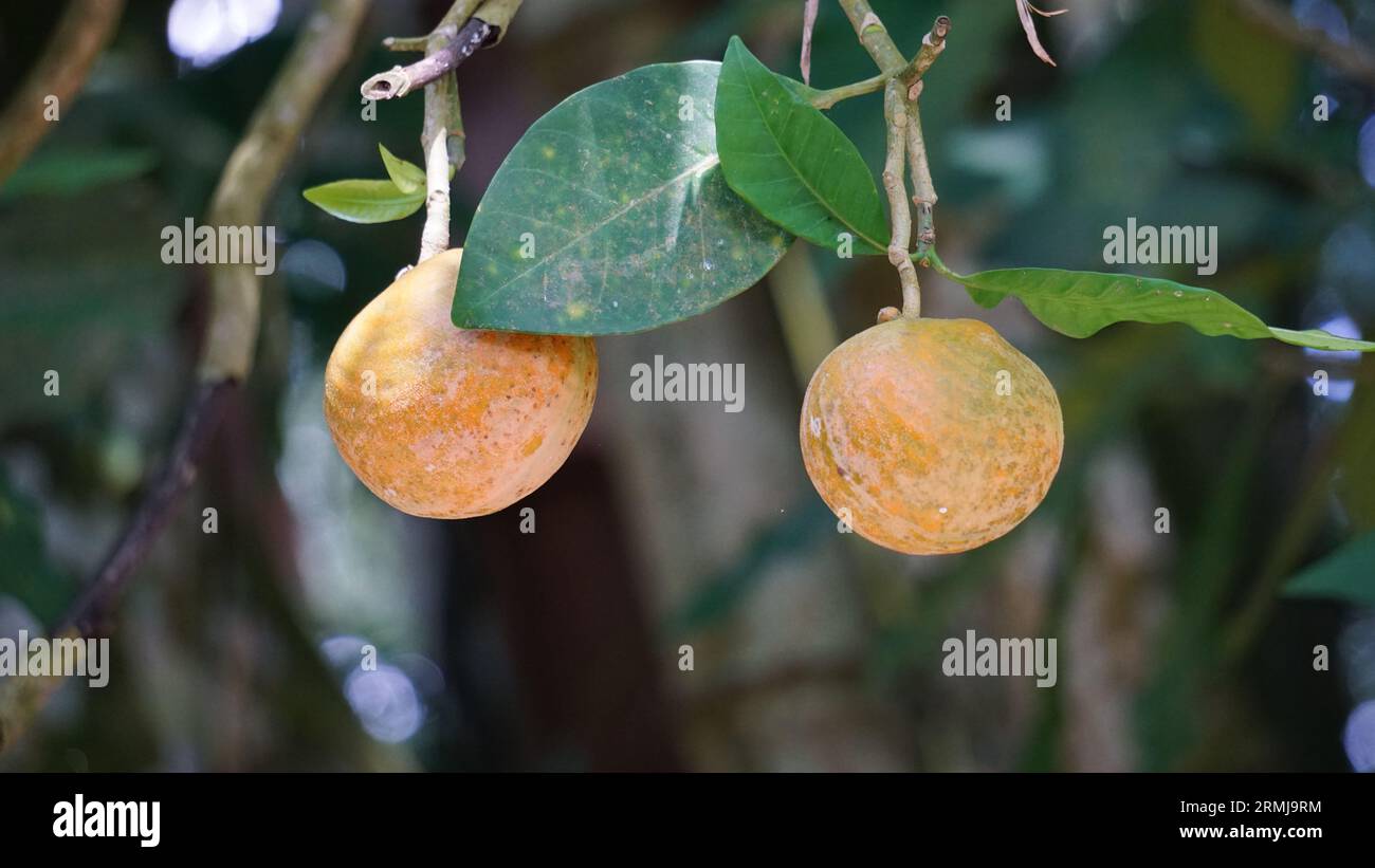 Tabernaemontana macrocarpa (Also called Bongang, Kayu gegah, Kelampan, Merbadak, Mpayak, Pelir kambing). Stock Photo