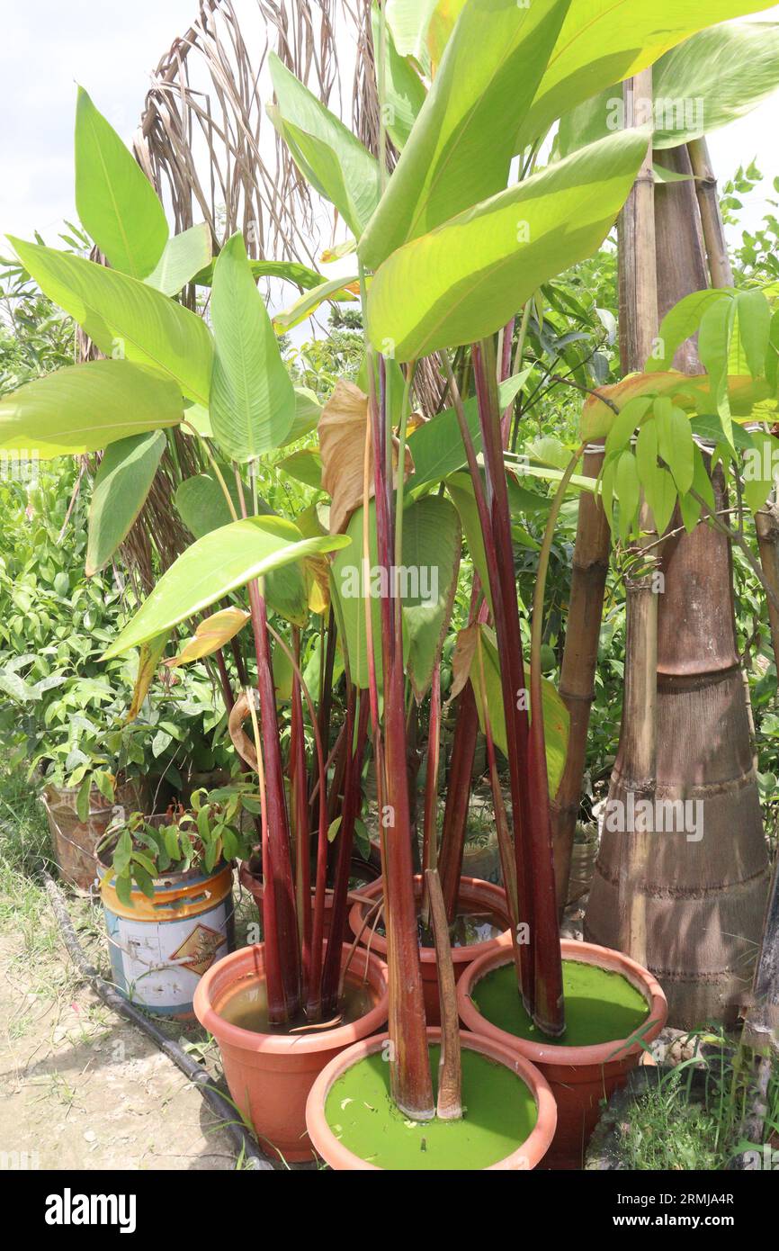 Thalia Geniculata leaf plant on farm for sell are cash crops Stock Photo