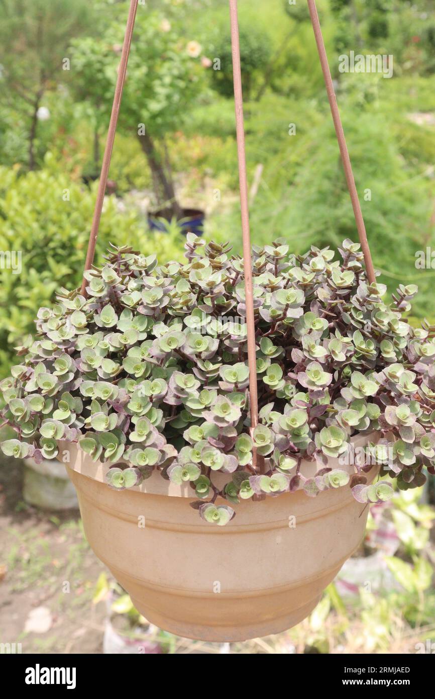 Succulent Callisia repens gold leaf plant on hanging pot in farm for harvest are cash crops Stock Photo