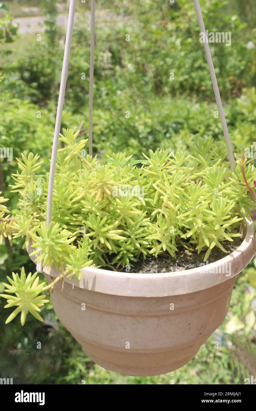 Sedum lineare leaf tree plant on hanging pot in farm for harvest are cash crops Stock Photo