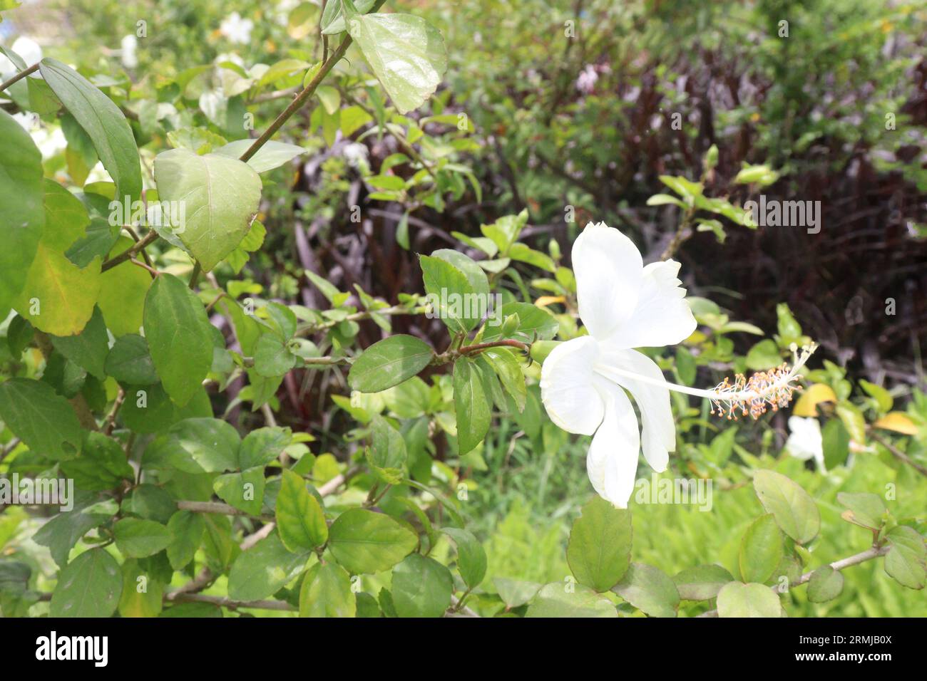 White colored shoeblackplant flower on garden for harvest are cash crops Stock Photo