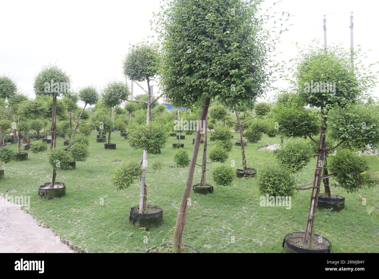 Ficus Topiary tree on farm for sell are cash crops Stock Photo