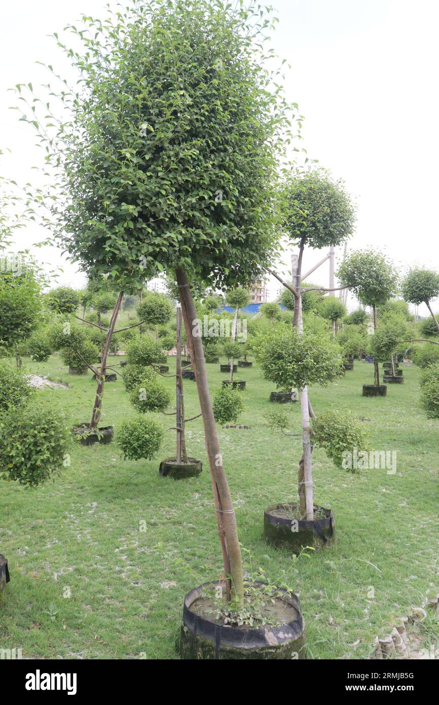 Ficus Topiary tree on farm for sell are cash crops Stock Photo