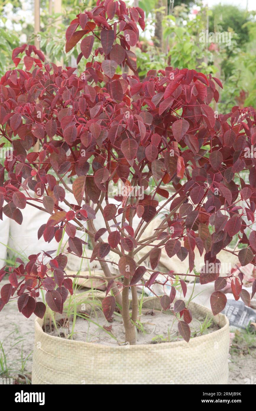 Euphorbia cotinifolia tree on farm for sell are cash crops That are more than 2100 varieties of the genus Stock Photo
